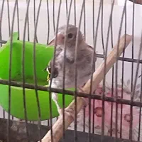 جوجه سهره رسمی|پرنده|قم, پردیسان|دیوار