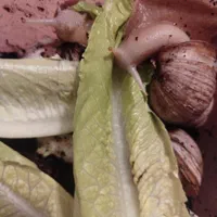 حلزون طبی آلبینو و تخم حلزون|خزنده|مشهد, هنرستان|دیوار