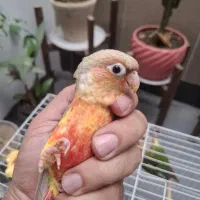 گرینچیک راهب ملنگو عروس کتوله