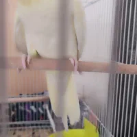 یک جفت عروس هلندی تخم گذار همراه با قفس و وسایل|پرنده|مشهد, توس (بلوار توس)|دیوار