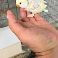 جوجه طوطی کوتوله|پرنده|بم, |دیوار