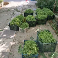 آبغوره خانگی درمانی|خوردنی و آشامیدنی|مشهد, هنرستان|دیوار