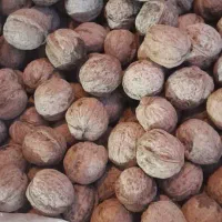 گردو پوست کاغذی،قیمت از ۲۵۰تا ۵۵۰|خوردنی و آشامیدنی|نجف‌آباد, گلدشت|دیوار