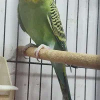 مرغ عشق