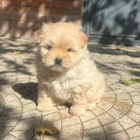 پودل کراس عروسکی|سگ|اصفهان, پینارت|دیوار