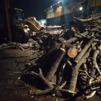 خرید چوب و هرس|خدمات باغبانی و درختکاری|مشهد, شیرودی|دیوار