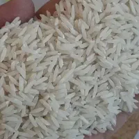 برنج طارم هاشمی فریونکنار
