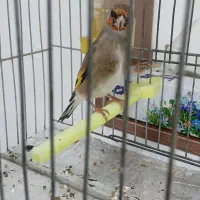 سهره کرمانی نر|پرنده|بجنورد, |دیوار