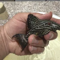 پلکو رویال ال۱۹۱