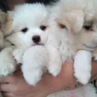 واگذاری اشپیتزپامرین