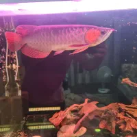 آروانا سوپر رد|ماهی|تهران, توحید|دیوار