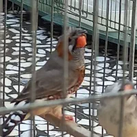 فنچ کاکولی|پرنده|خرم‌آباد, |دیوار