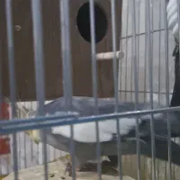 عروس هلندی|پرنده|الوند, |دیوار