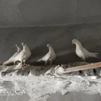 پتی واله وارداتی