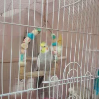 عروس هلندی|پرنده|تهران, جیحون|دیوار