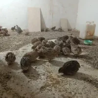 سی چهل عدد بلدرچین تازه به تخم اومدهسی