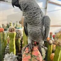 طوطی  کاسکو    گمشده