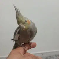 سلام  دوتا عروس هلندی