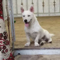 سگ پا کوتاه اشتپیز