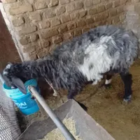 یک گوسفند بوری اصل سیاه سفید|حیوانات مزرعه|زاهدان, |دیوار