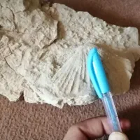 فسیل|کلکسیون اشیاء عتیقه|تهران, ترمینال جنوب|دیوار