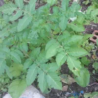 باغبانی|خدمات باغبانی و درختکاری|گنبد کاووس, |دیوار