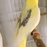 تعدادی عروس هلندی جفتی وتکی|پرنده|شیراز, گویم|دیوار