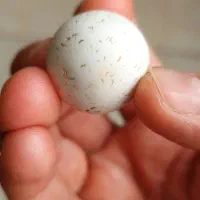 الماس آسیاب اصل سختی ۱۰ چگالی ۳.۵۲|جواهرات|شهرکرد, |دیوار