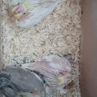 عروس هلندی|پرنده|تهران, قصر فیروزه ۲|دیوار