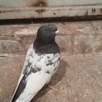 کله دمسیاه و گوک سبز|پرنده|شیراز, ارم|دیوار