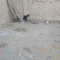 سگ قدرجونی