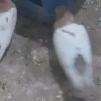 کفتر|پرنده|مه ولات, |دیوار