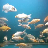 ماهی کوی|ماهی|قزوین, |دیوار