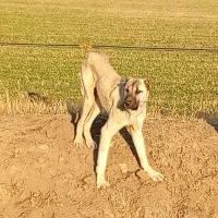 سگ پژدروکنگال مناسب گوسفندونگهبانی