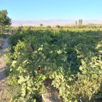 باغ انگور در روستای اژدهاتو|فروش دفتر صنعتی، کشاورزی، تجاری|زنجان, |دیوار