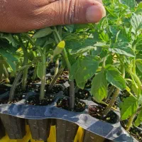 نیاز مند ۱نفر  بعنون سرکارگر کشاورزی