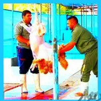 دولَتی-تعا ونی / گوسفند نرینه قلم آبی / زنده|حیوانات مزرعه|مشهد, وکیل‌آباد|دیوار