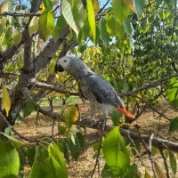 کاسکوی رام و اهلی|پرنده|گلپایگان, |دیوار