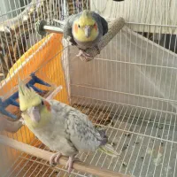 یک جفت عروس هلندی