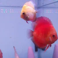 ماهی دیسکس  گرید خوب|ماهی|مشهد, بلال|دیوار