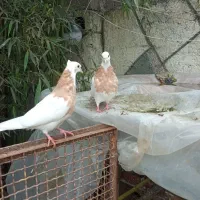 کبوتر طوقی زرد گمشده