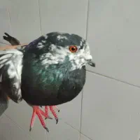 کفتر