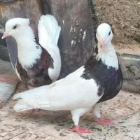 کبوتر طوقی