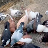 تعدادی مرغ خروس خانگی فروخته میشود|پرنده|ایرانشهر, |دیوار