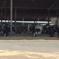 استخدام نیرو در گاوداری با اسکان