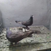 رنگی.دورگ|پرنده|باوی, |دیوار