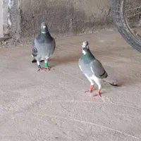 جفت پلاکی در حد|پرنده|برازجان, |دیوار