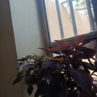 گل حسن یوسف