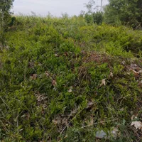 نهال انار شهرضا|خدمات باغبانی و درختکاری|اصفهان, ردان|دیوار