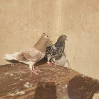 سرور اتشی زردی کاکلی